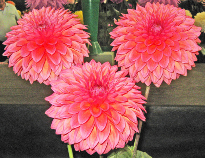 Dahlia ' HILLCREST KISMET '   (M.D.)    Jackson  UK  1999   NDS Show, Shepton Mallet 2008  (David Brown)